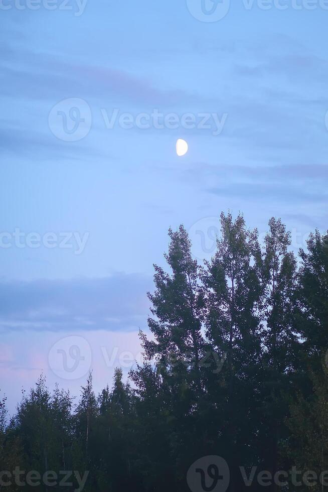 Evening mist on a field in countryside at summer. photo