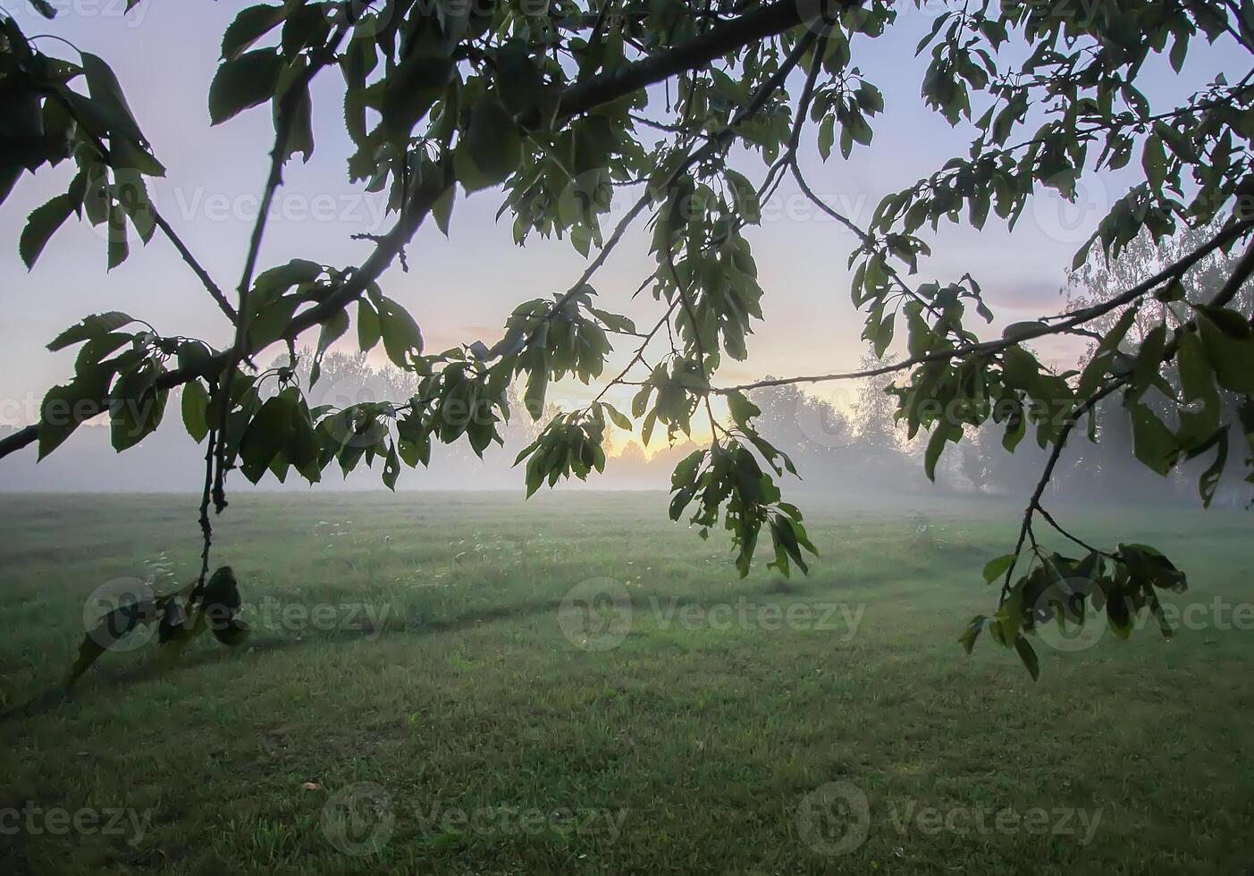 Evening mist on a field in countryside at summer. photo