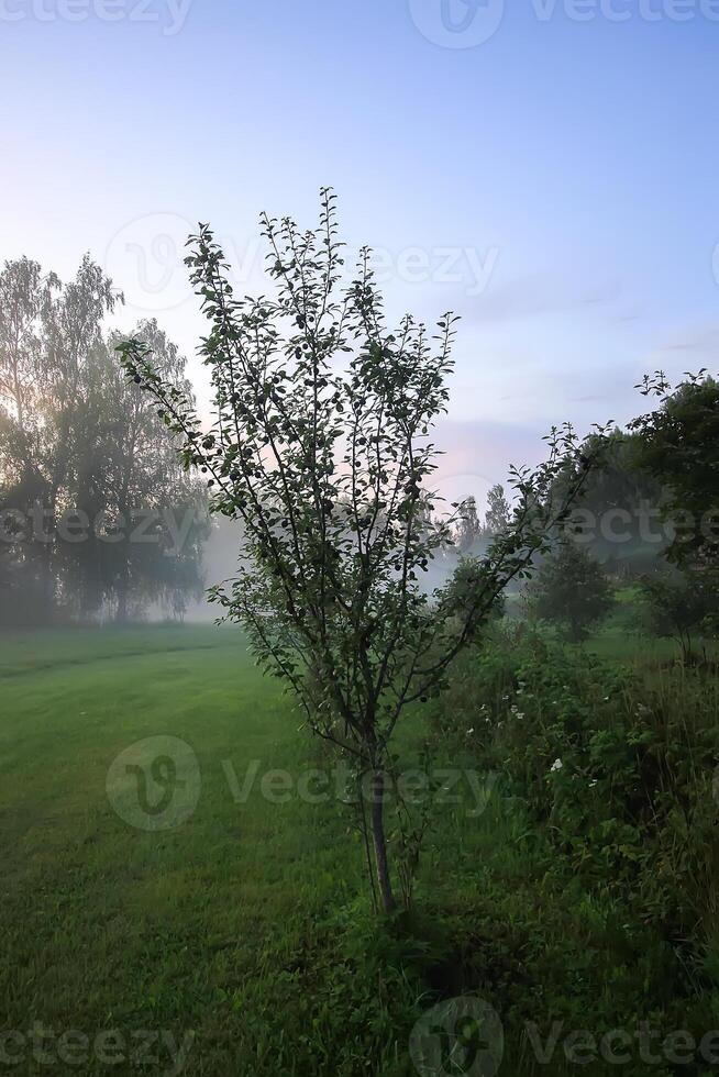 Evening mist on a field in countryside at summer. photo