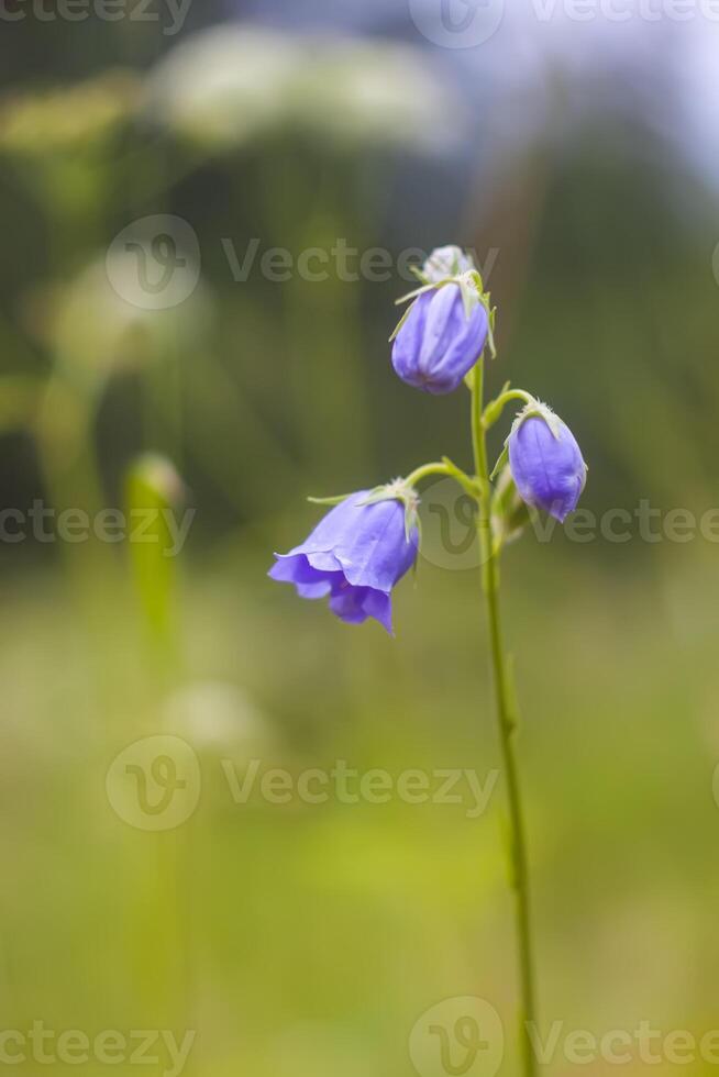 Summer nature details in countryside. Seasonal flowering of garden plants. photo