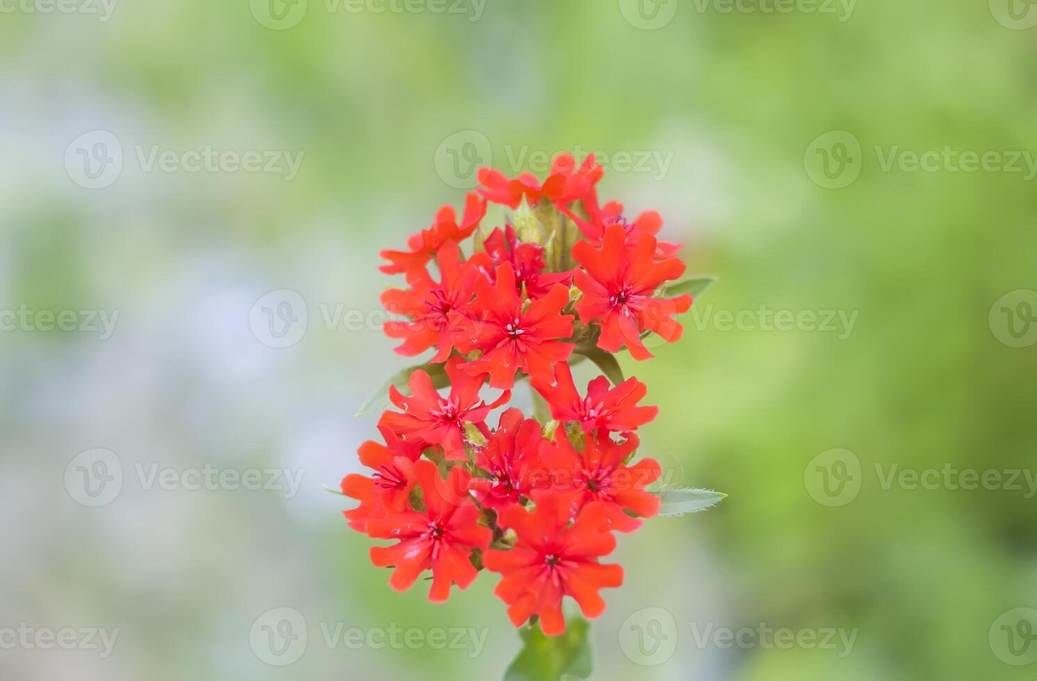 Red Lychnis flower. Summer nature details in countryside. Seasonal flowering of garden plants. photo