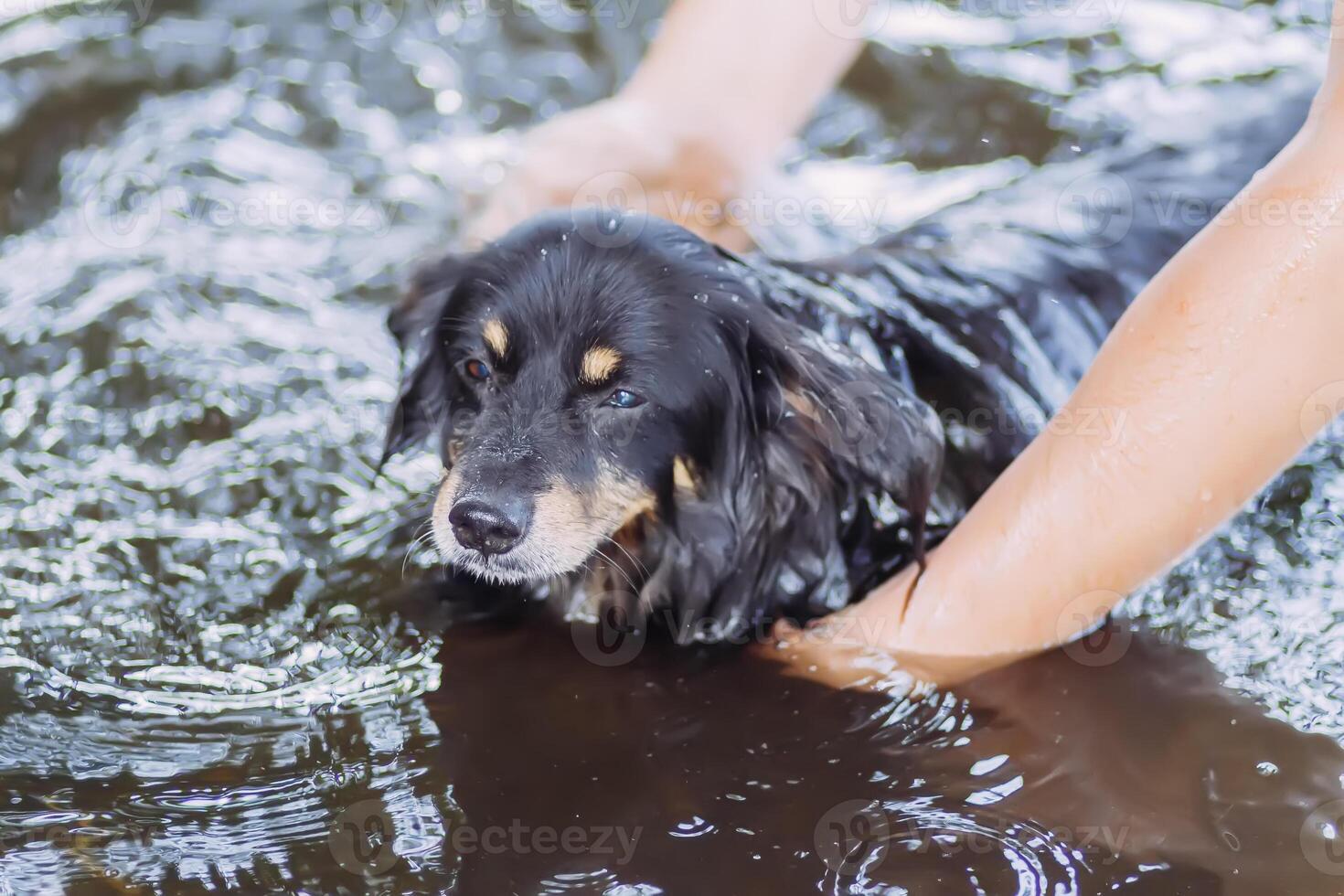 Black dog swimming in a water in hot summer day. photo