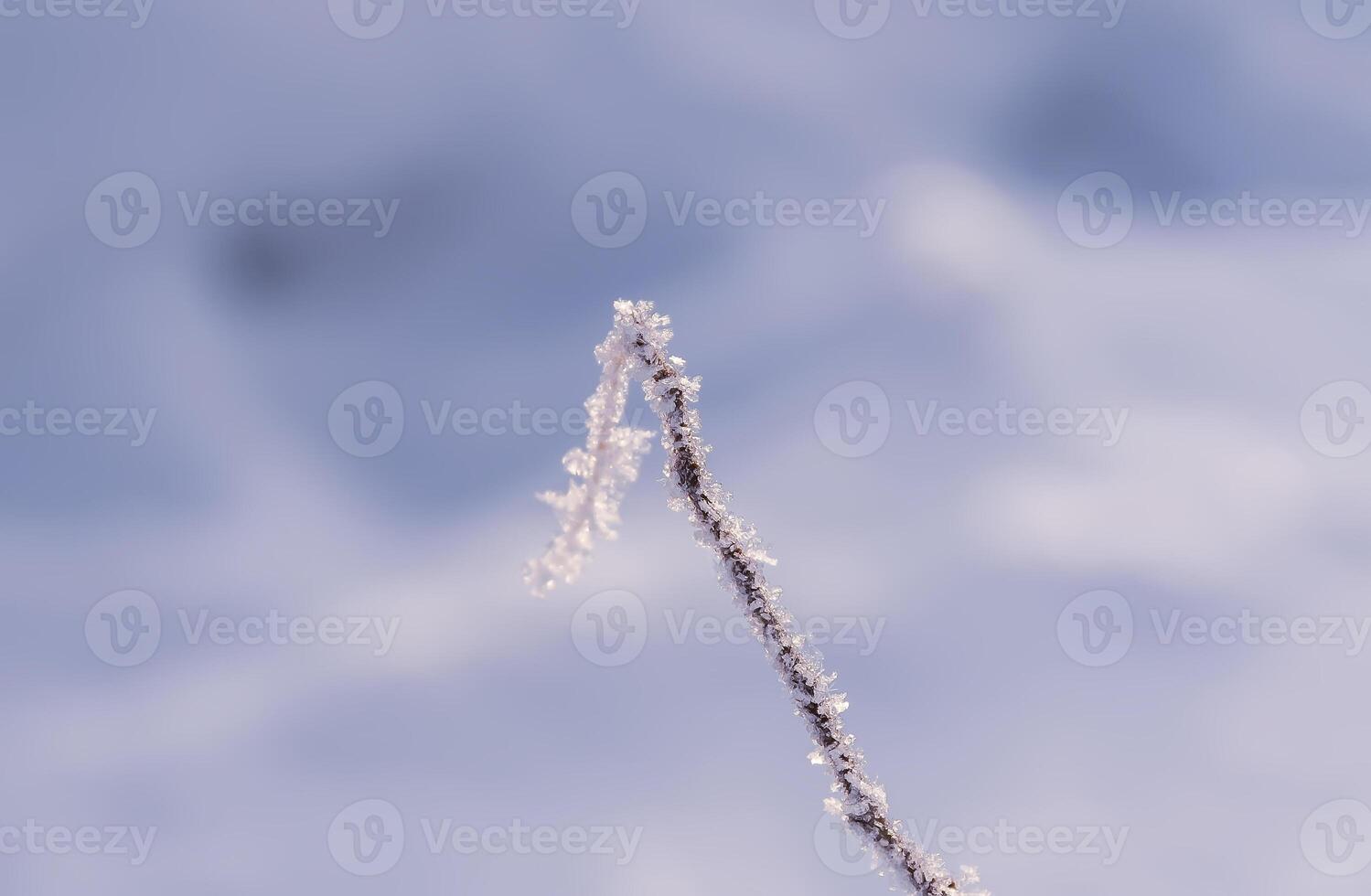 Seasonal nature background. Winter nature details. photo