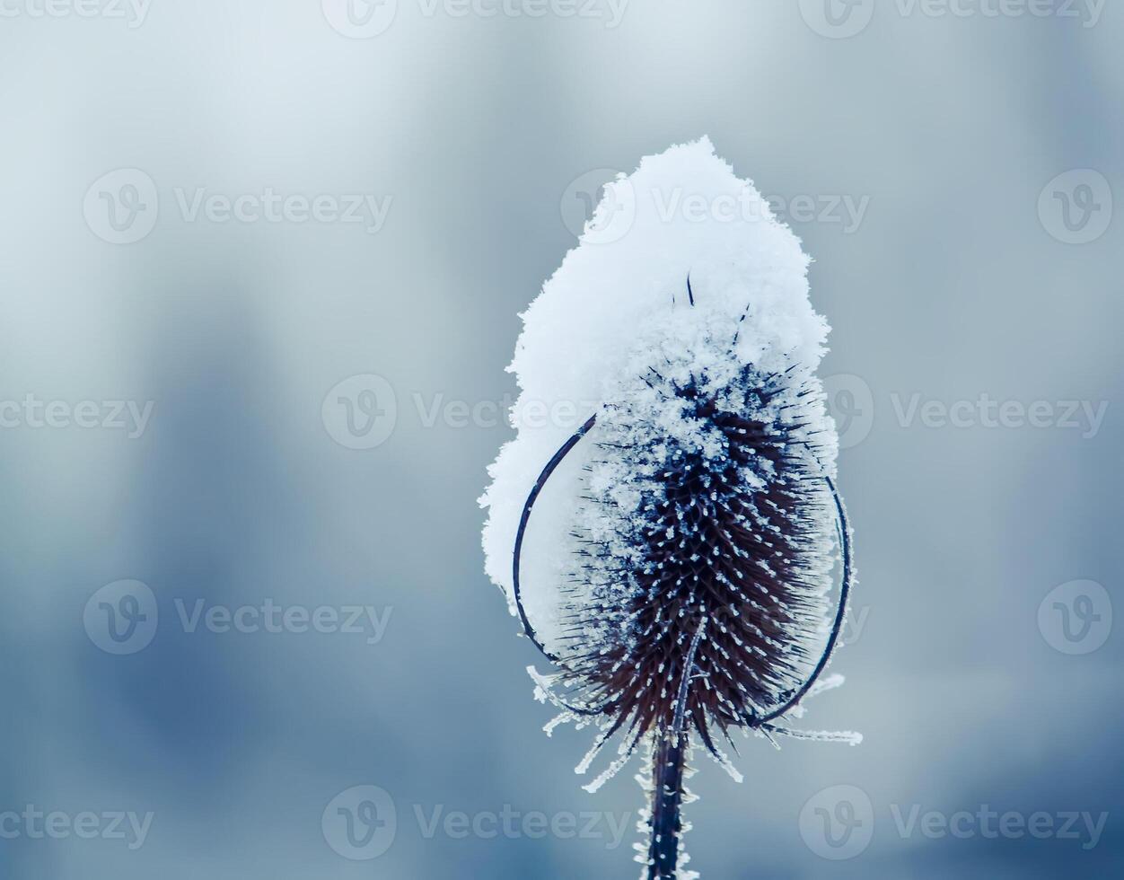 Seasonal nature background. Winter nature details. photo