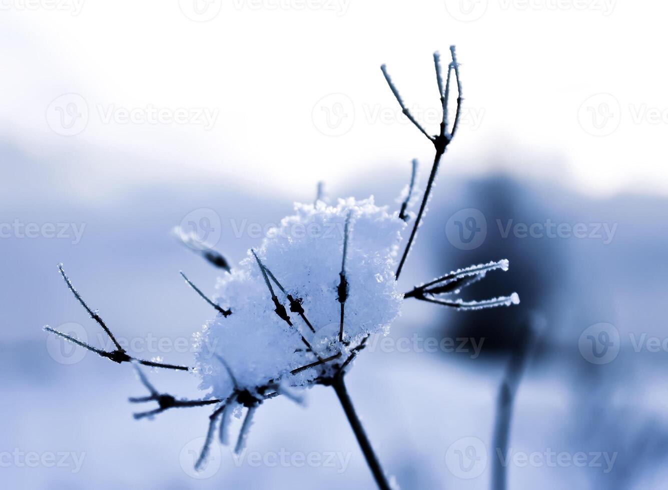 Seasonal nature background. Winter nature details. photo