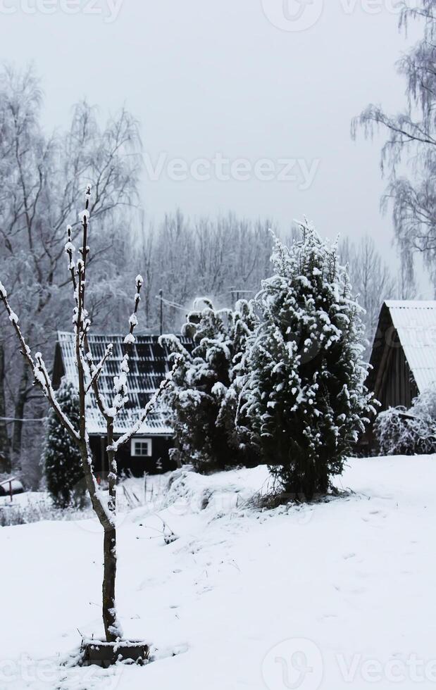 Seasonal nature background. Winter nature details. photo