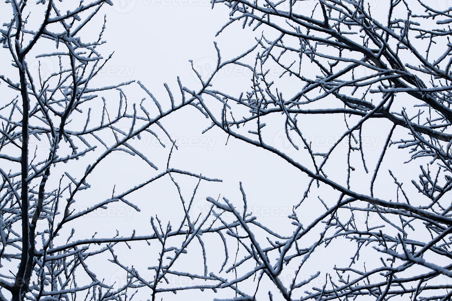 Seasonal nature background. Winter nature details. photo