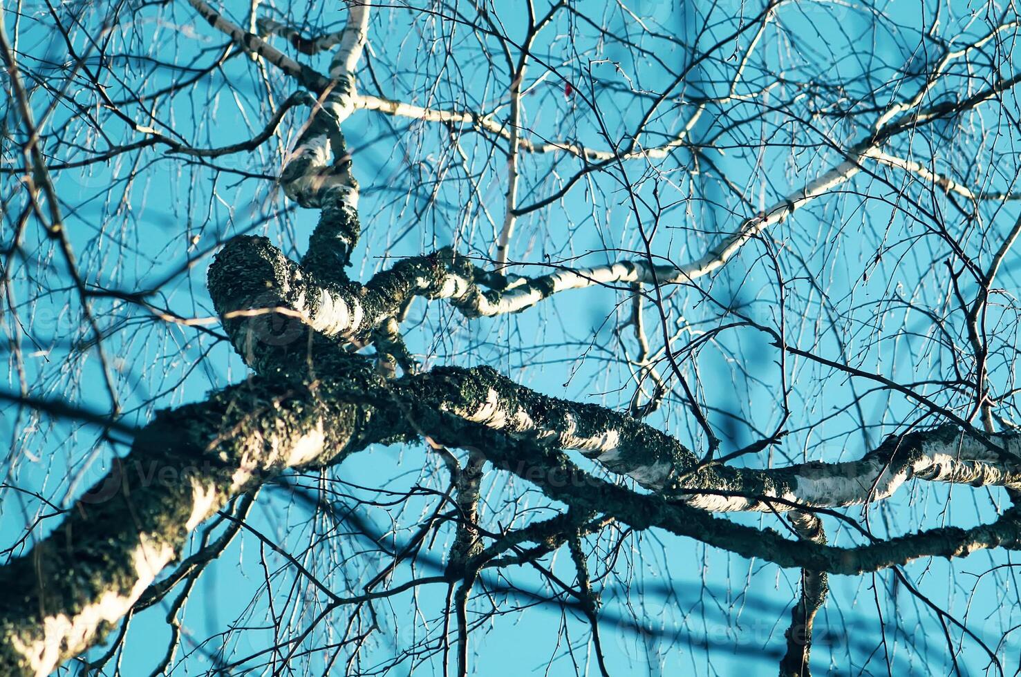 Seasonal nature background. Winter nature details. photo
