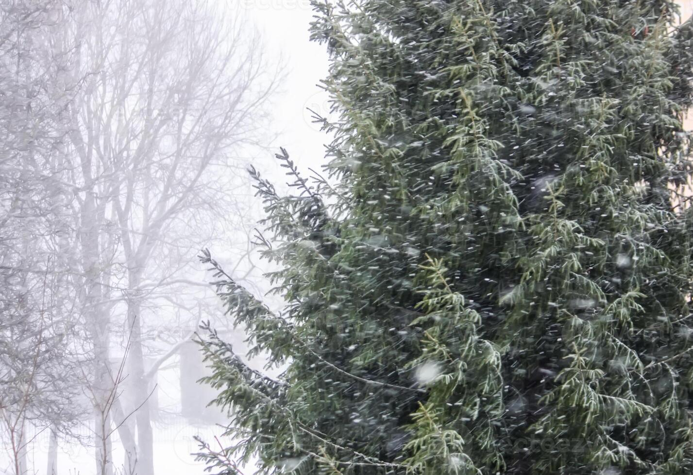 Snowy winter background with trees. Wintertime nature details. photo
