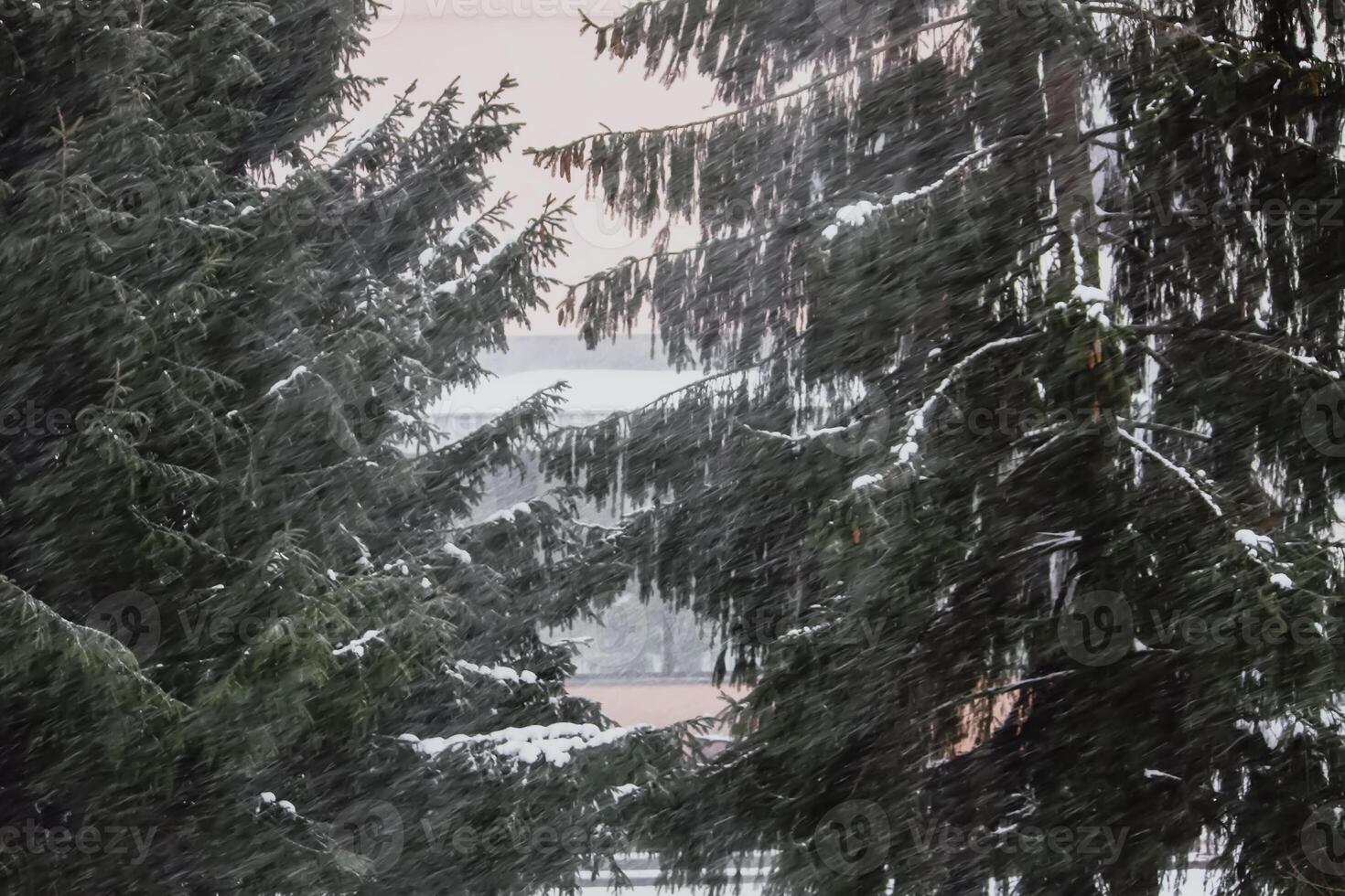 Snowy winter background with trees. Wintertime nature details. photo