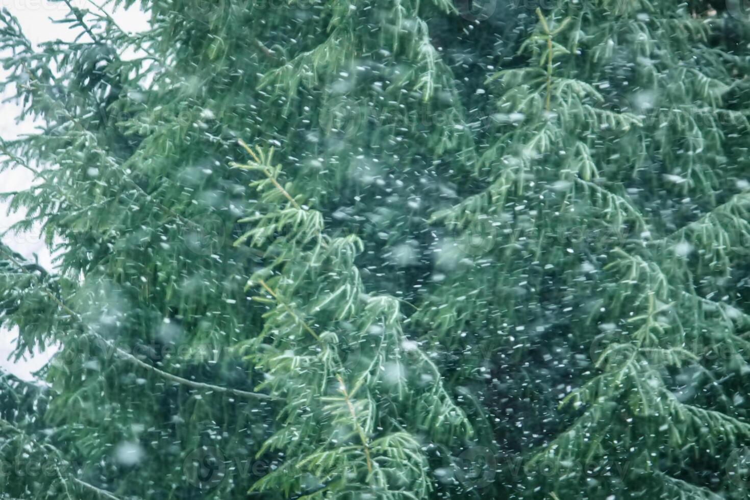 Snowy winter background with trees. Wintertime nature details. photo