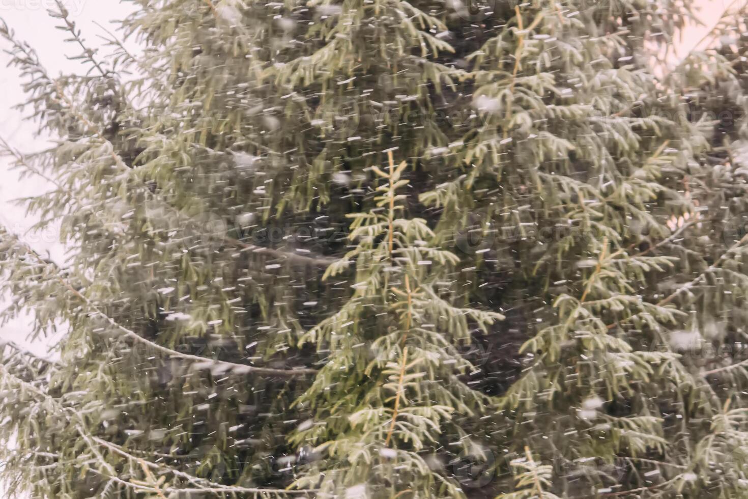 Snowy winter background with trees. Wintertime nature details. photo