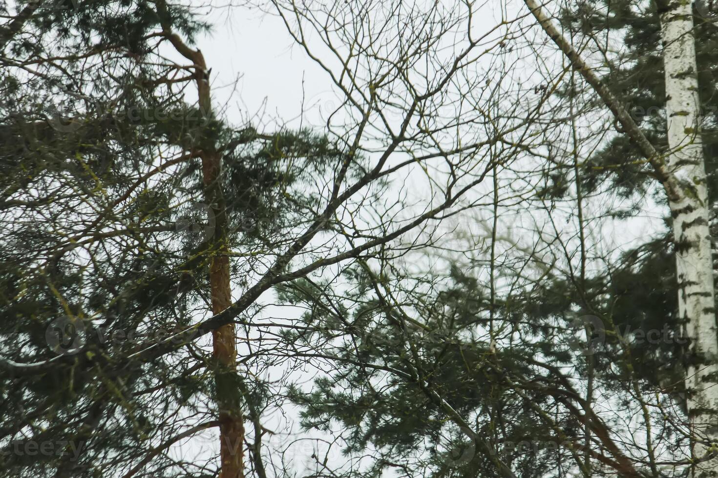 Snowy winter background with trees. Wintertime nature details. photo