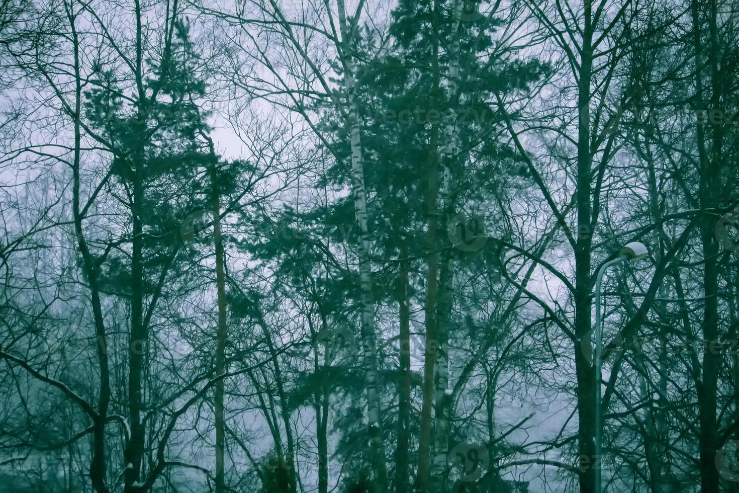 Snowy winter background with trees. Wintertime nature details. photo