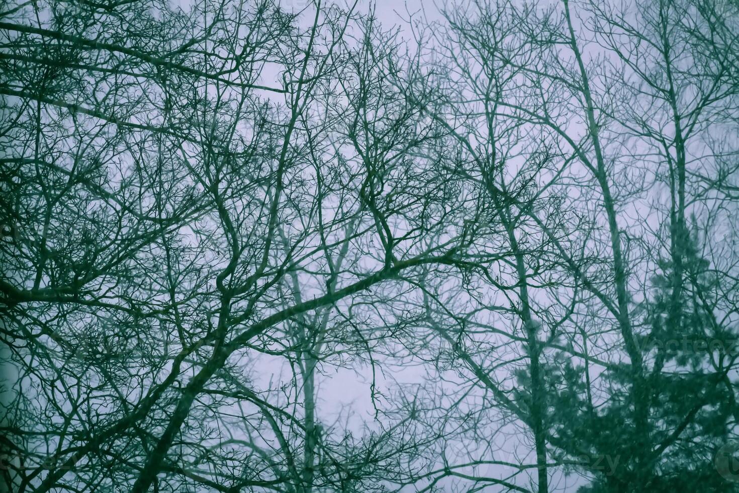 Snowy winter background with trees. Wintertime nature details. photo