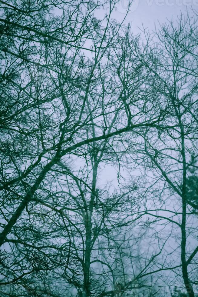 Snowy winter background with trees. Wintertime nature details. photo