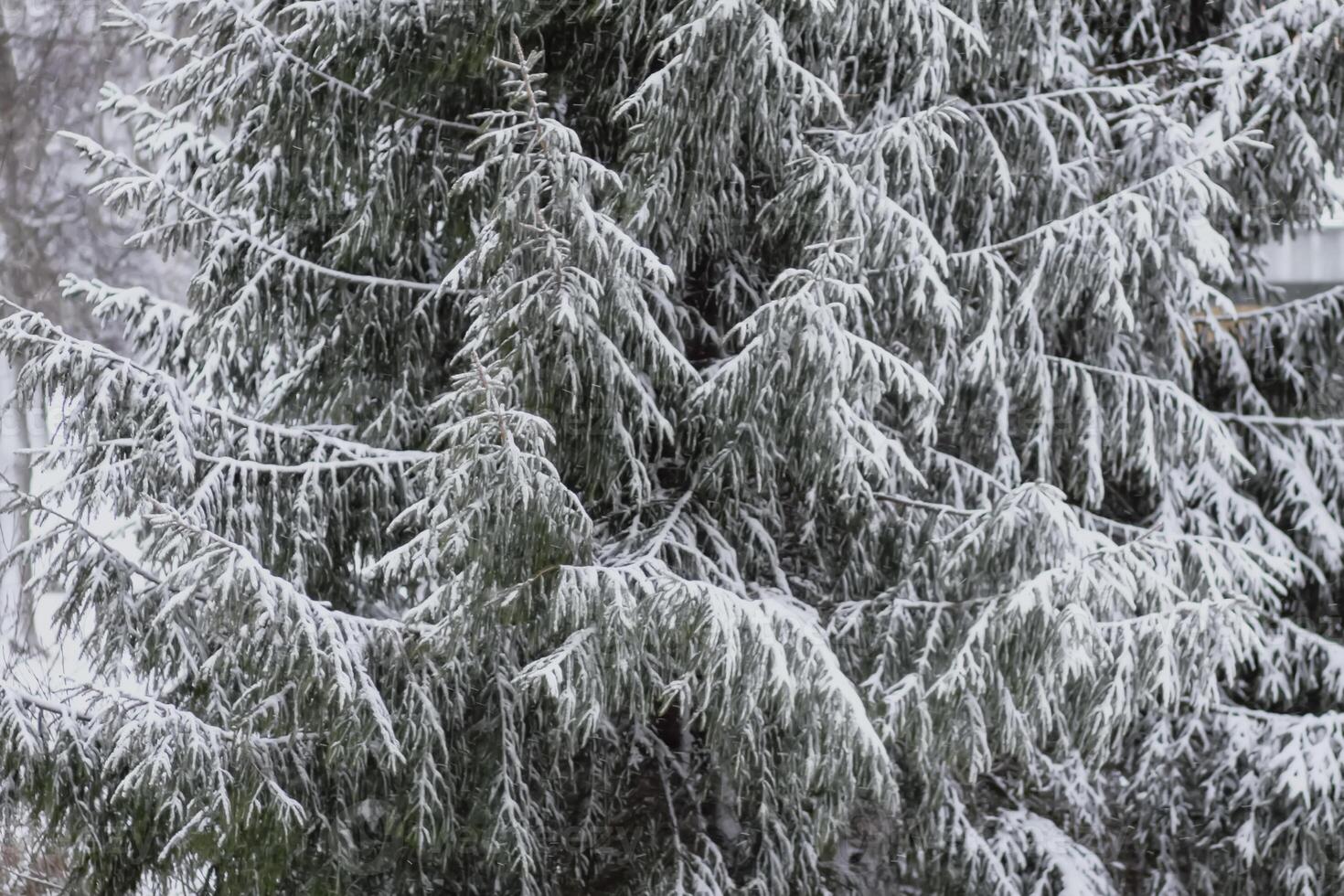 Snowy winter background with trees. Wintertime nature details. photo