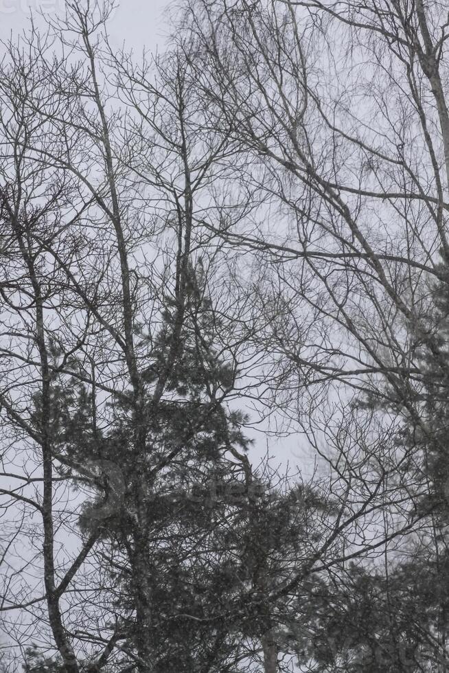 Snowy winter background with trees. Wintertime nature details. photo