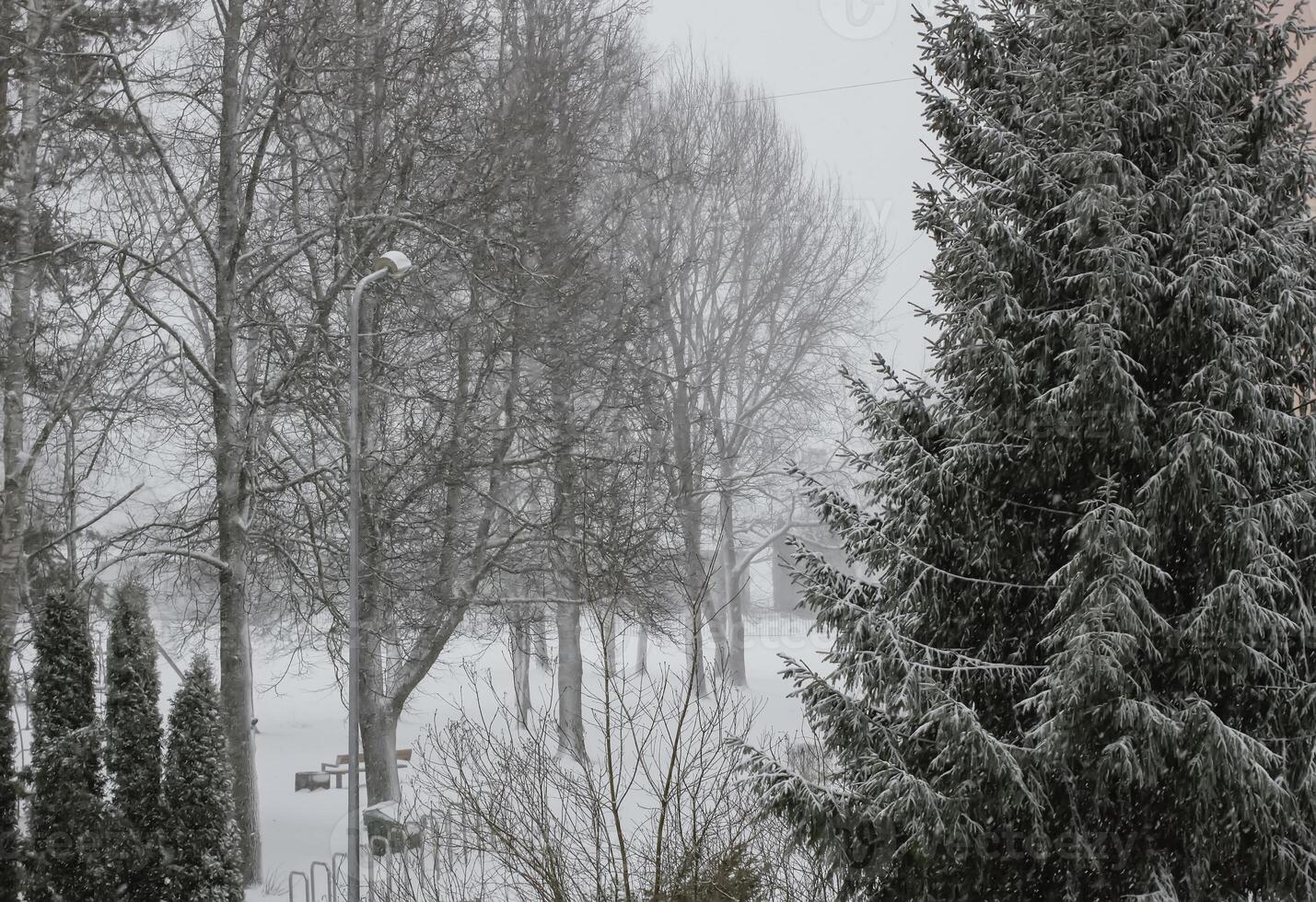 Snowy winter background with trees. Wintertime nature details. photo