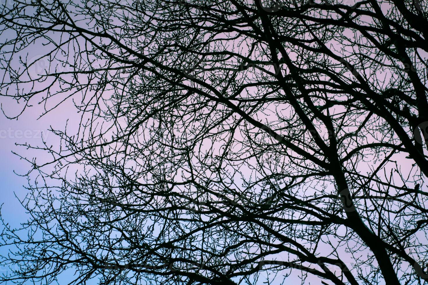Snowy winter background with trees. Wintertime nature details. photo