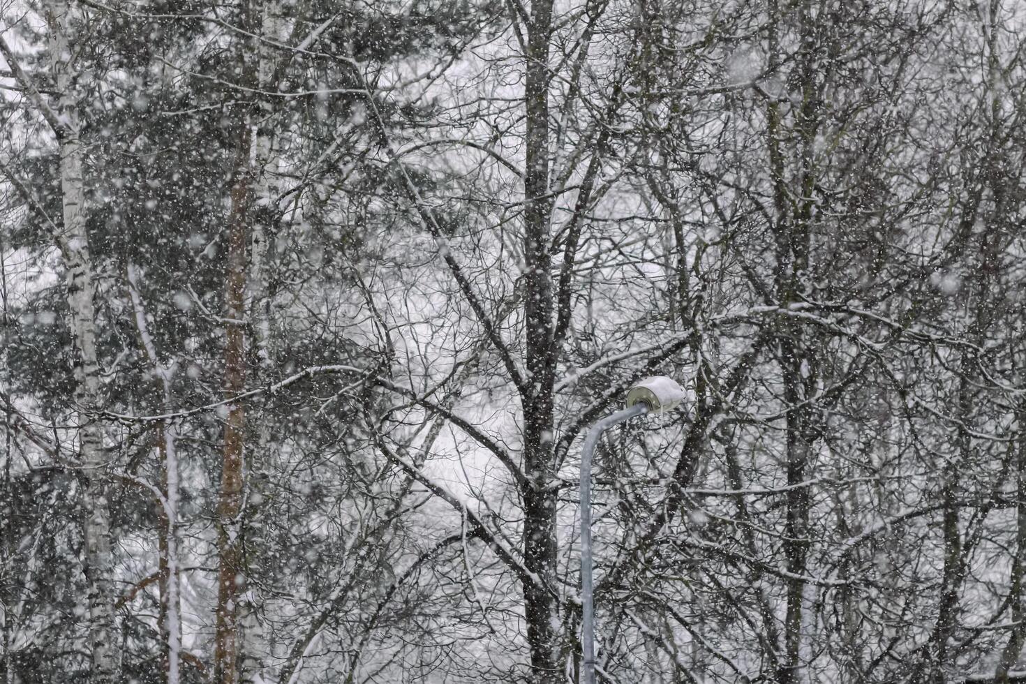 Snowy winter background with trees. Wintertime nature details. photo