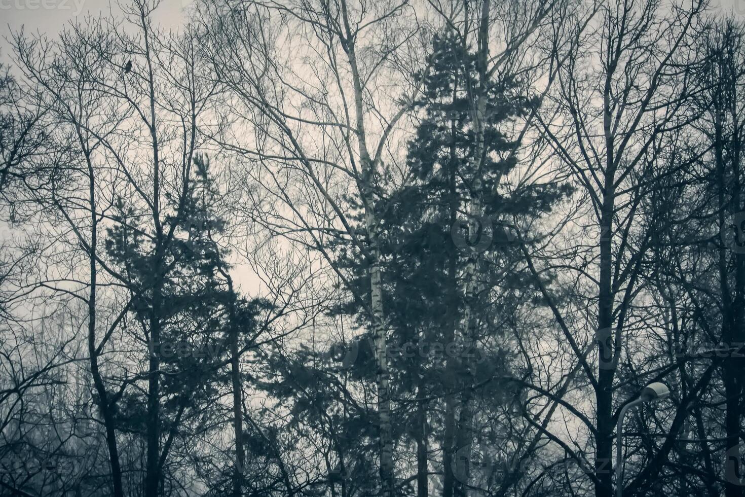 Snowy winter background with trees. Wintertime nature details. photo