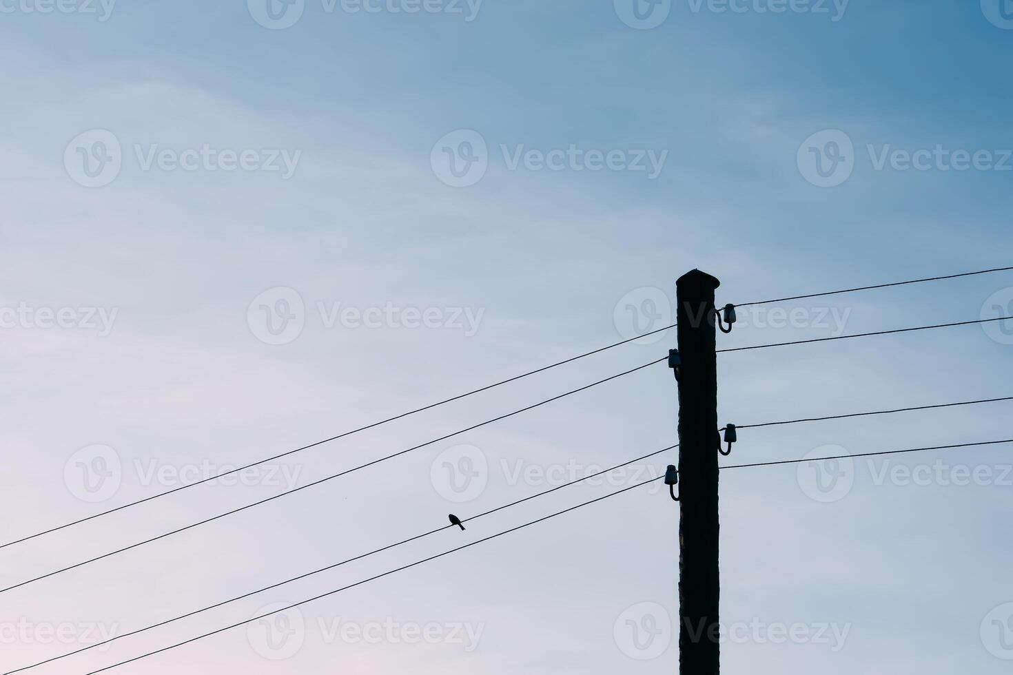 Bird sitting on the electricity cabel photo