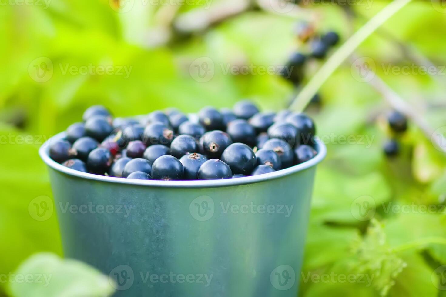 Black currant berries in metal bucket. Summer harvest. Ripe currants. photo