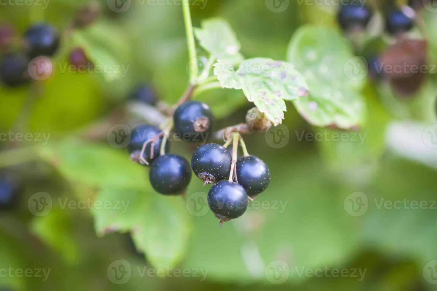 Black currant berries on the bush. Summer harvest. Ripe currants. photo