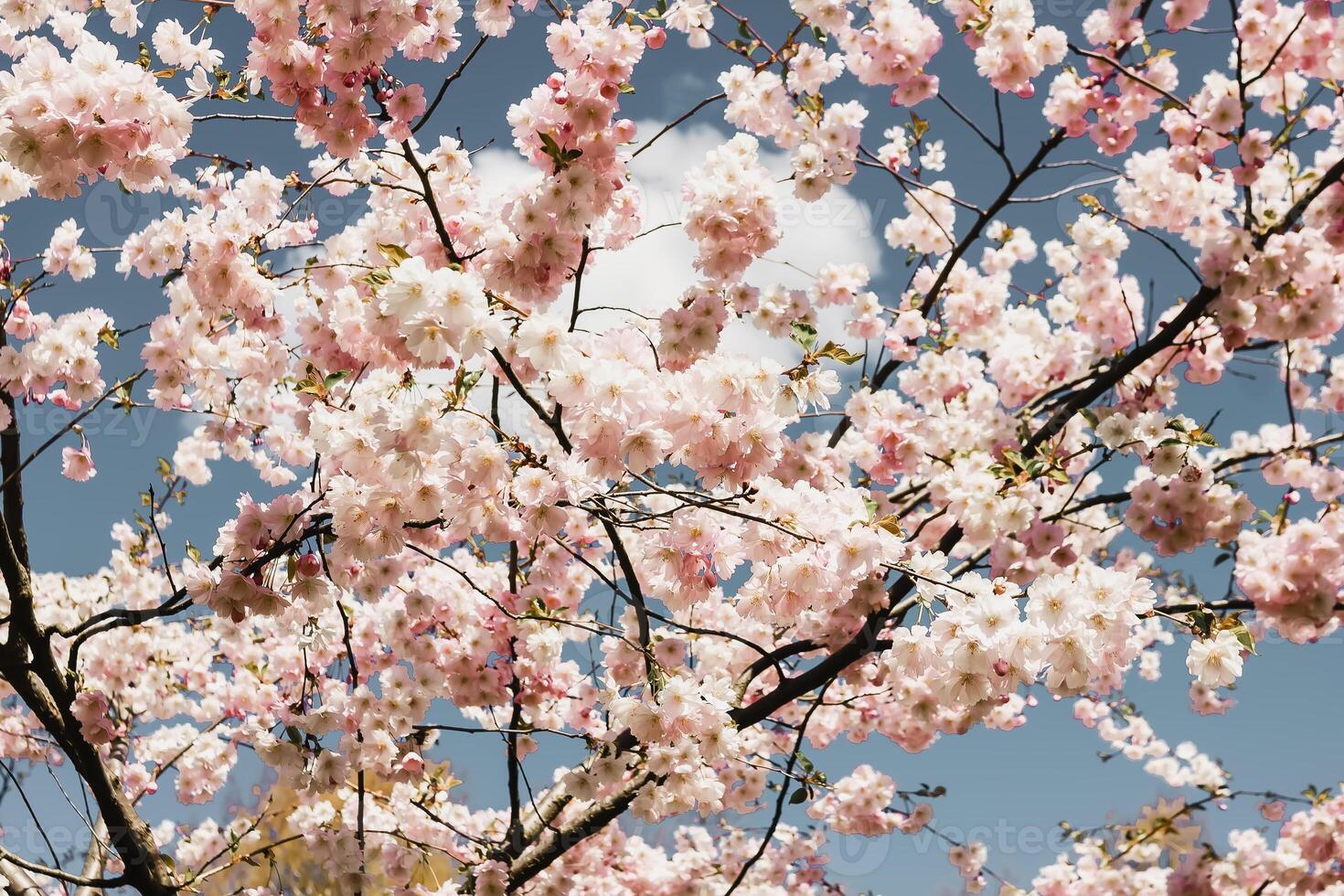 Beautiful branches of pink cherry or Sakura flowers in a park. Spring blossoms on blue sky background, photo
