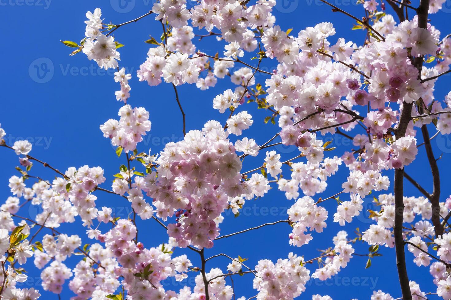 Beautiful branches of pink cherry or Sakura flowers in a park. Spring blossoms on blue sky background, photo
