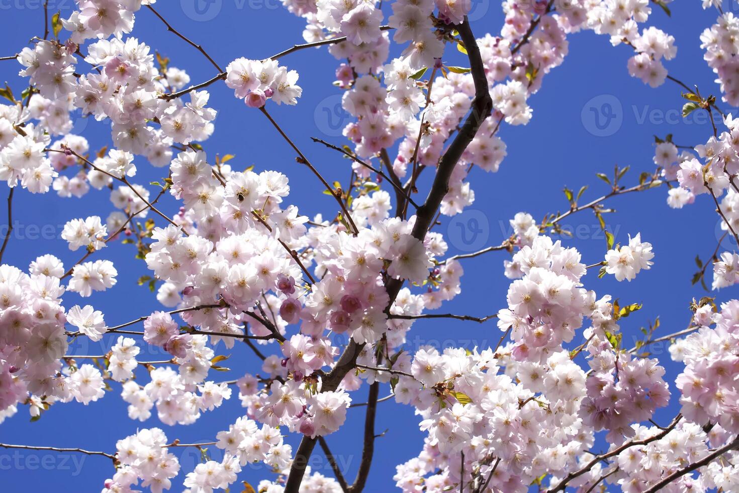Beautiful branches of pink cherry or Sakura flowers in a park. Spring blossoms on blue sky background, photo