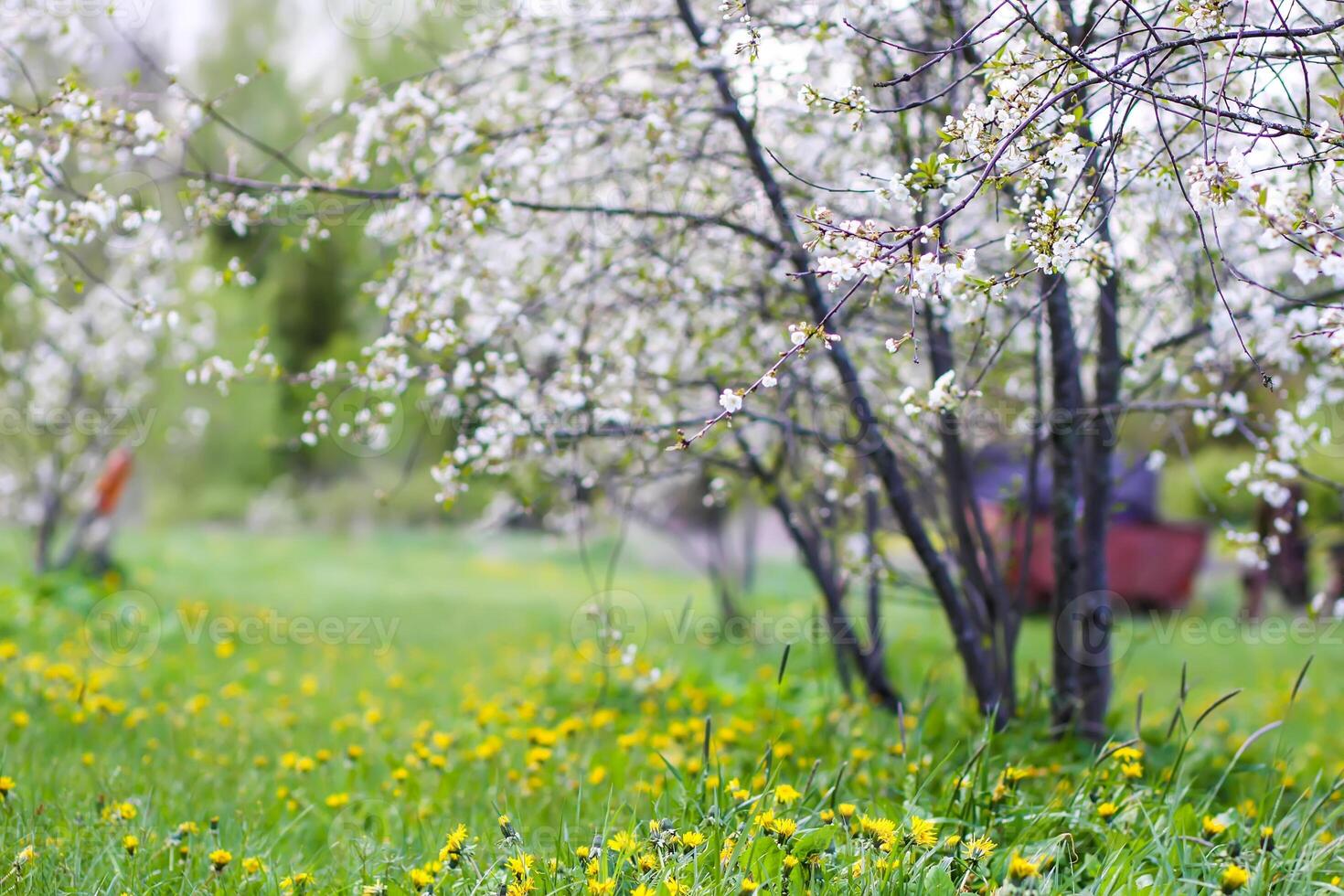Beautiful spring flowers in the park. Nature background. photo