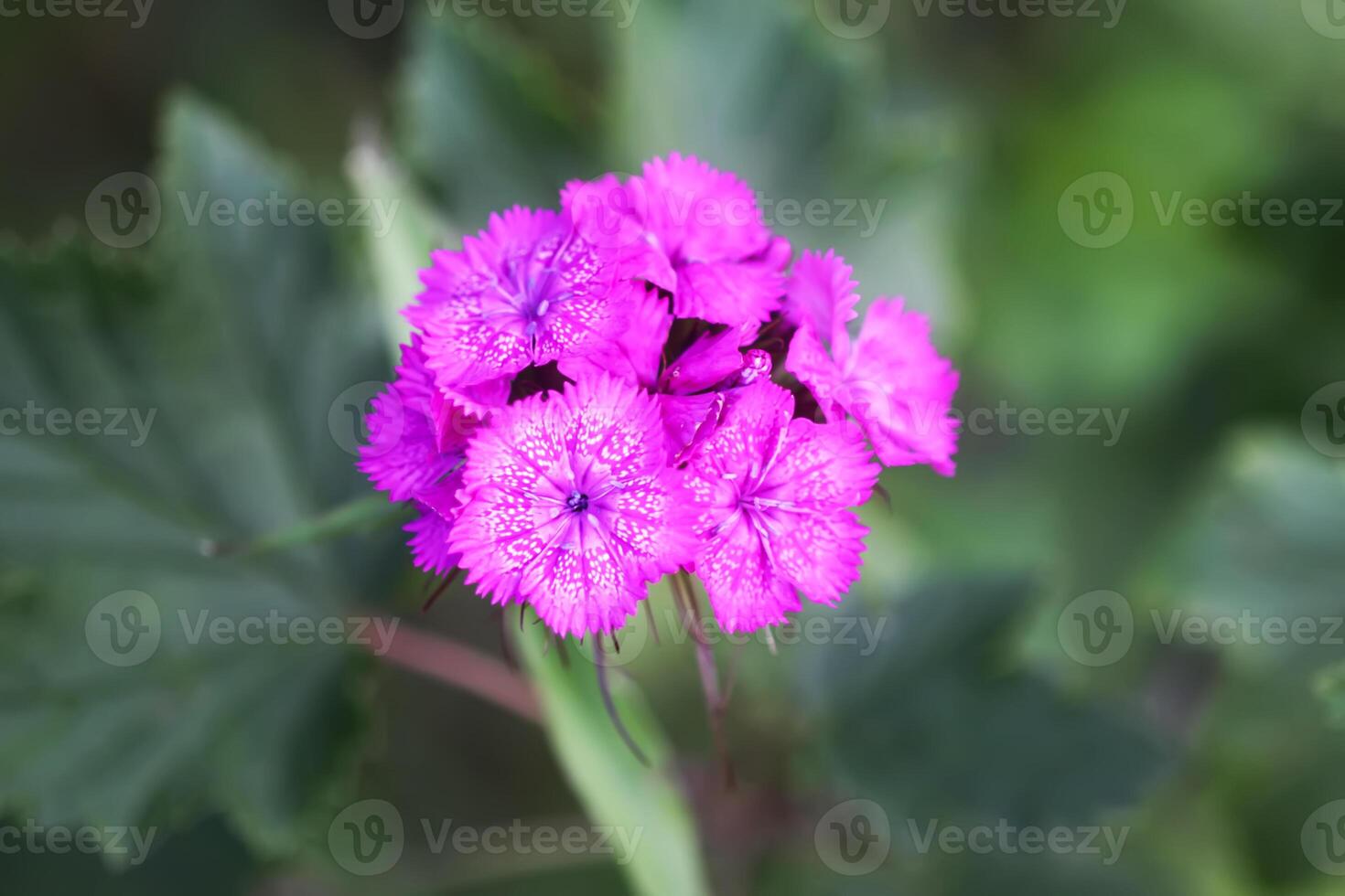 The Turkish carnation blossoming in summer garden. Dianthus barbatus plants photo