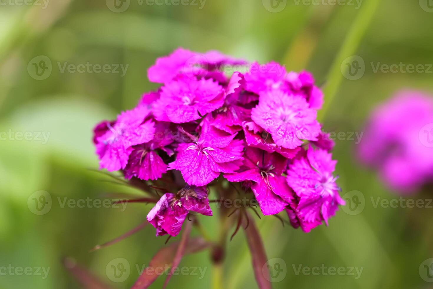 Turkish carnation flowers in summer garden. photo