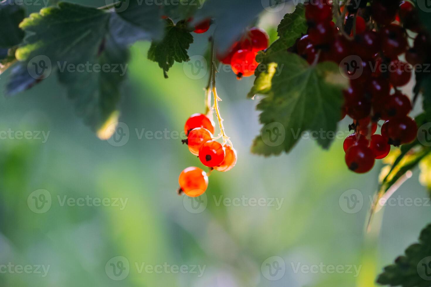 Ripening red currant berries on a bush photo