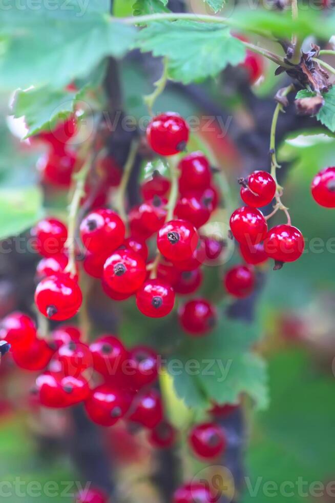 Ripening red currant berries on a bush photo