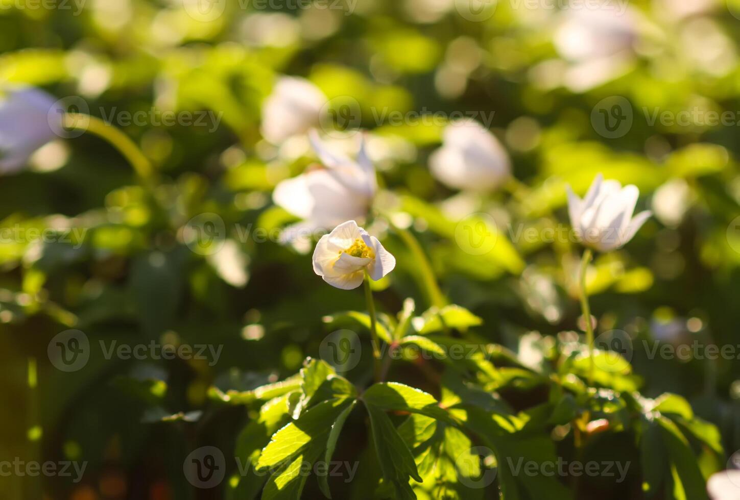 Anemone nemorosa in a wild spring forest. Beautiful white wildflowers. photo