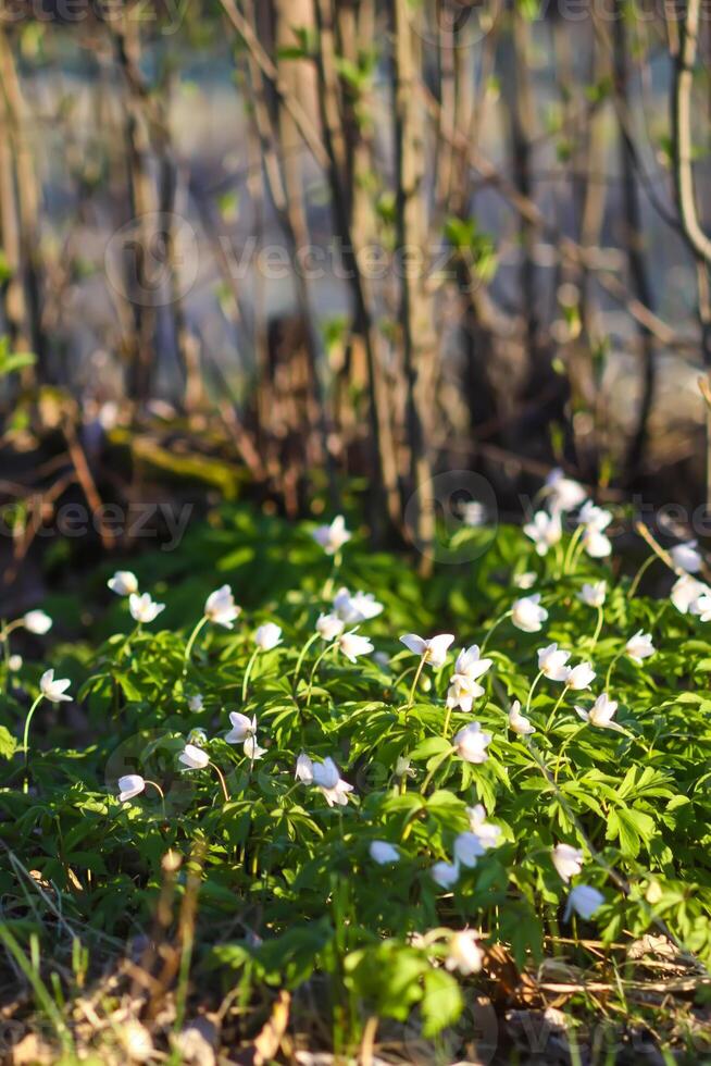 Anemone nemorosa in a wild spring forest. Beautiful white wildflowers. photo