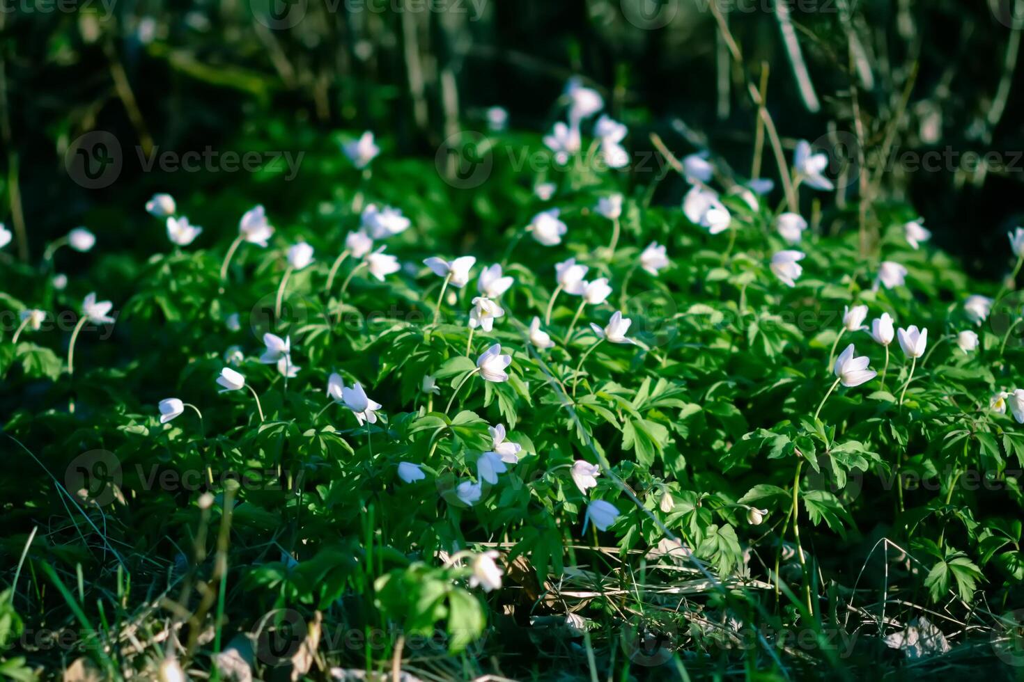 Anemone nemorosa in a wild spring forest. Beautiful white wildflowers. photo