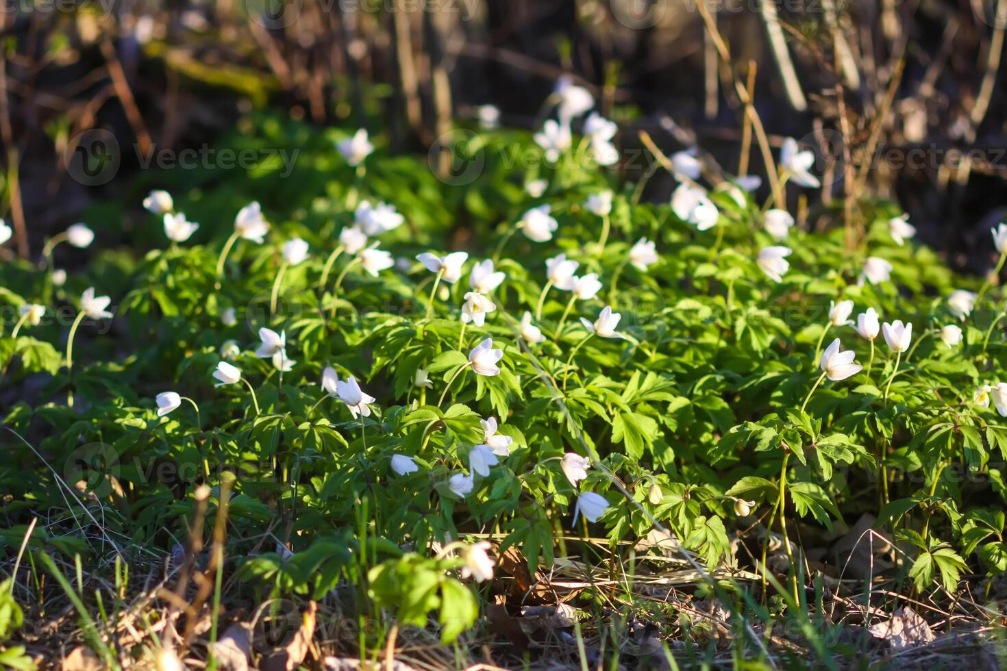 Anemone nemorosa in a wild spring forest. Beautiful white wildflowers. photo