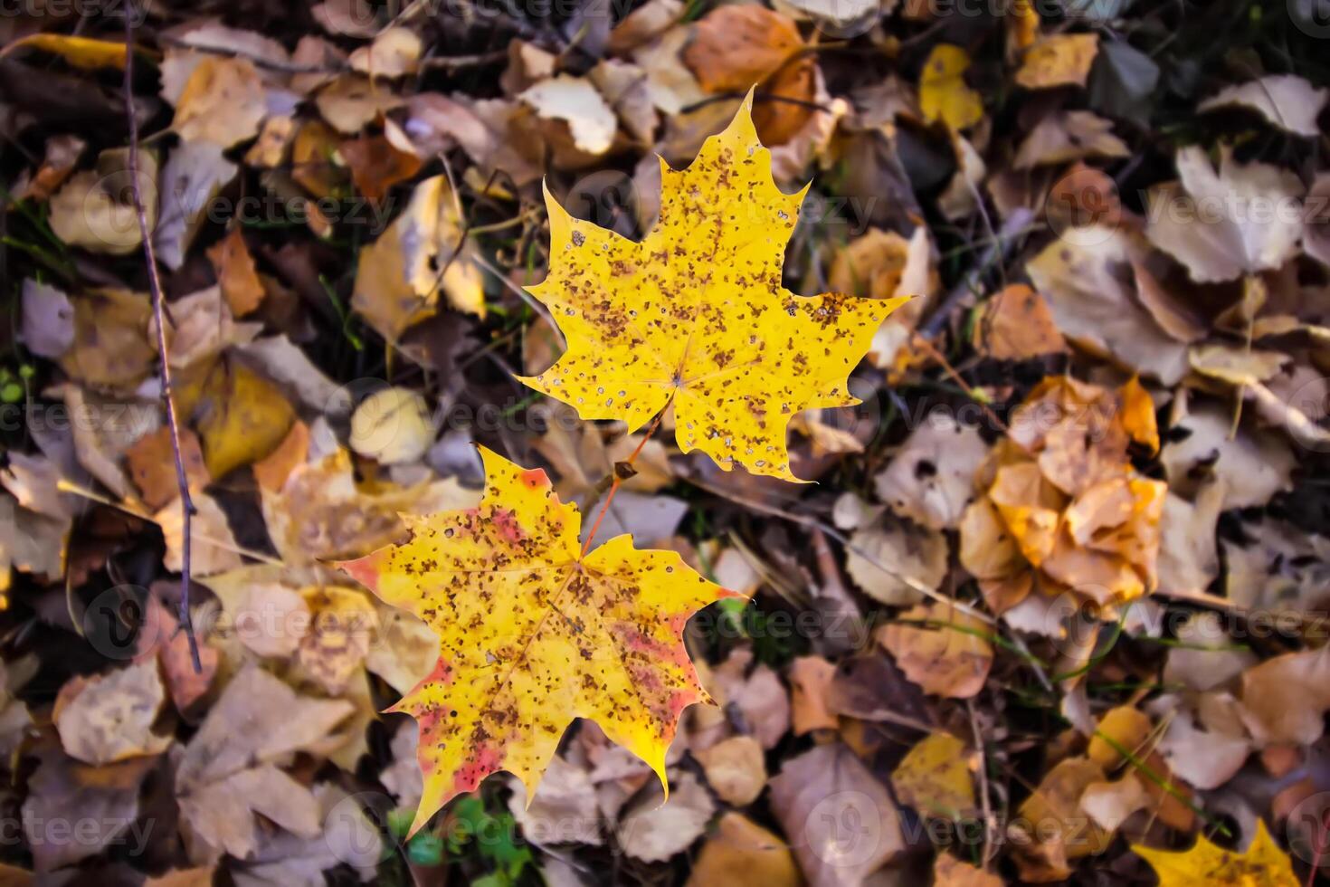 Close up of fall leaves on ground in autumn park. photo