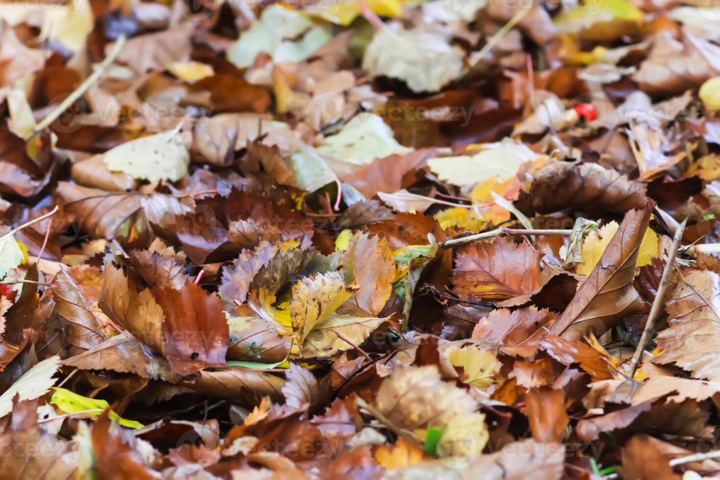 Close up of fall leaves on ground in autumn park. photo