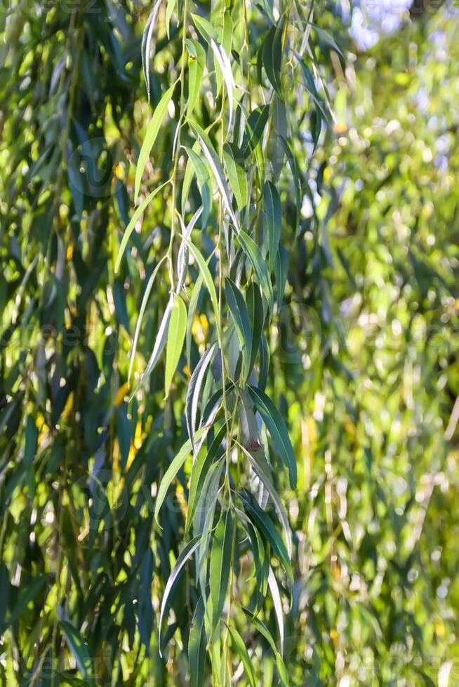 Weeping willow tree in autumn park. photo