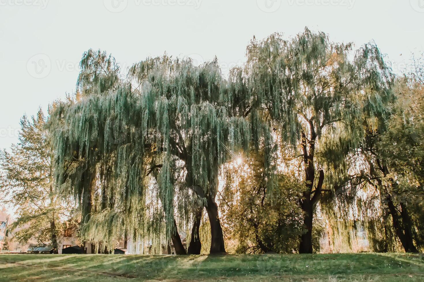 Scenic nature view. Autumn landscape in Latvia. photo