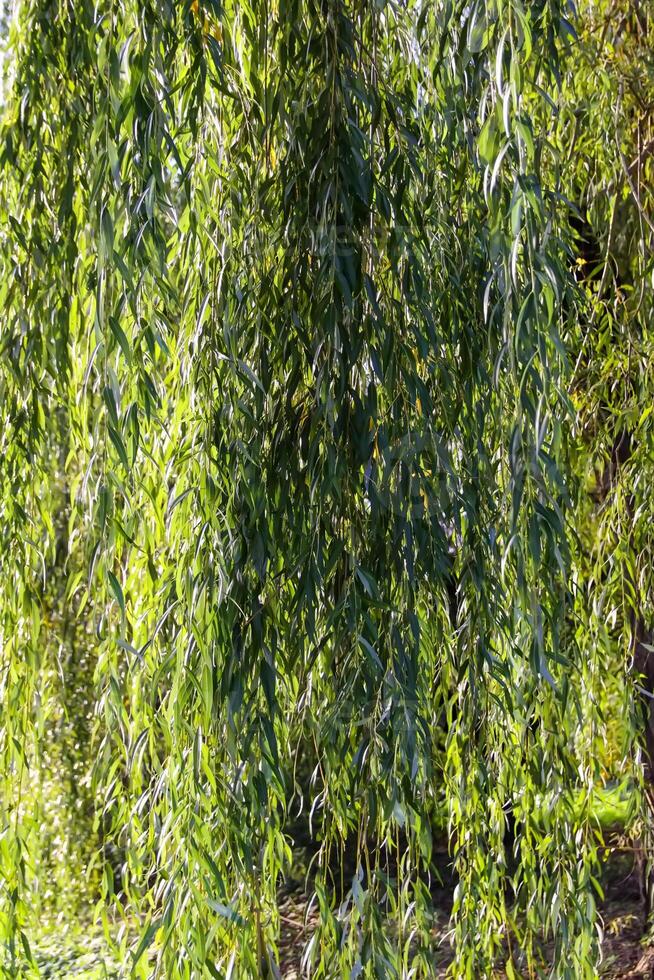 Weeping willow tree in autumn park. photo