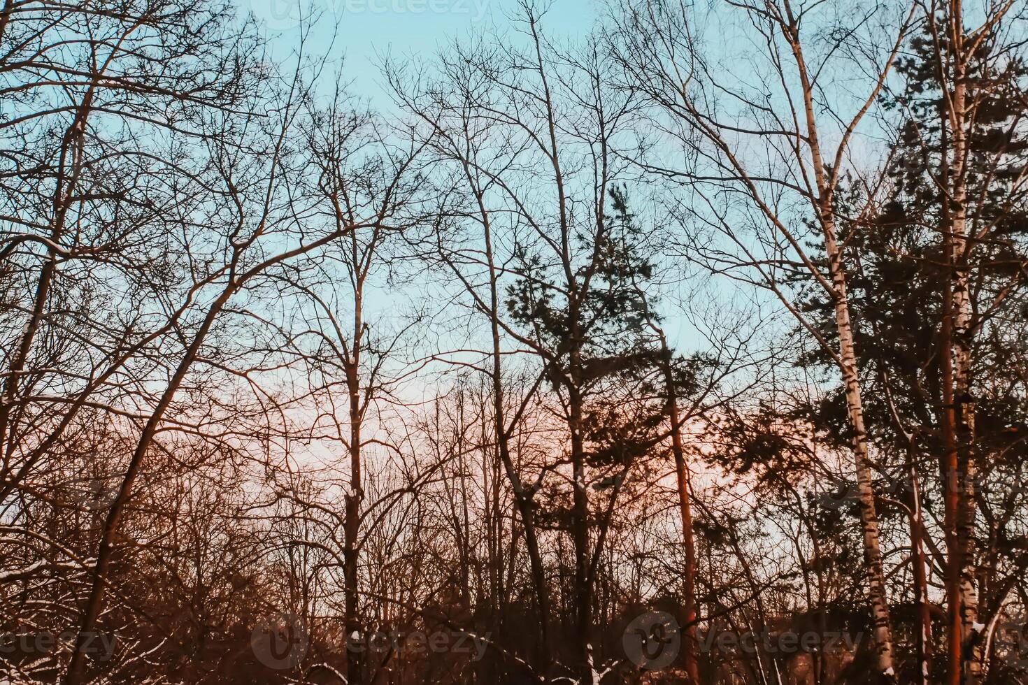 Autumn nature details. Bare trees on sky background. photo
