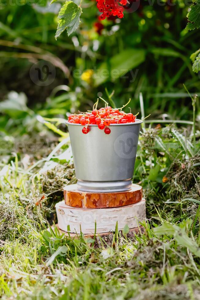 Red currant in the summer garden. Fresh ripe berries in a small metal bucket. photo