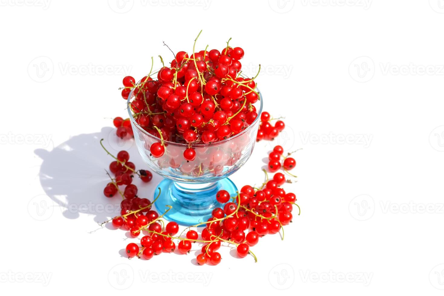 Red currant in the summer garden. Fresh ripe berries in a small metal bucket. photo