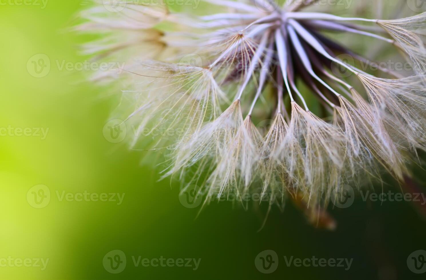 Dandelion seeds close up. photo